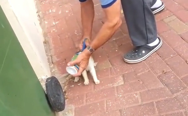 หัวแมวติดกระป๋อง หัวแมวติดกระป๋อง