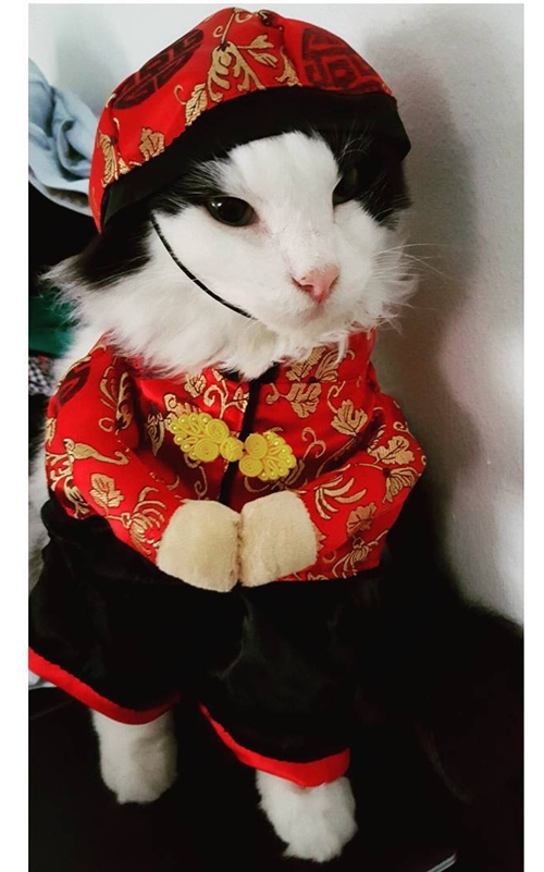 หมา-แมวใส่ชุดกี่เพ้า หมา-แมวใส่ชุดกี่เพ้า