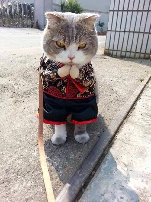 หมา-แมวใส่ชุดกี่เพ้า หมา-แมวใส่ชุดกี่เพ้า
