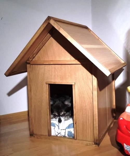 DIY บ้านหมา DIY บ้านหมา