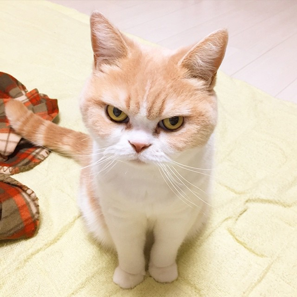 แมวหน้าบึ้ง แมวหน้าบึ้ง