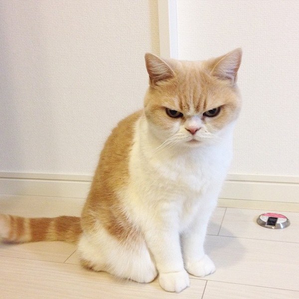 แมวหน้าบึ้ง แมวหน้าบึ้ง