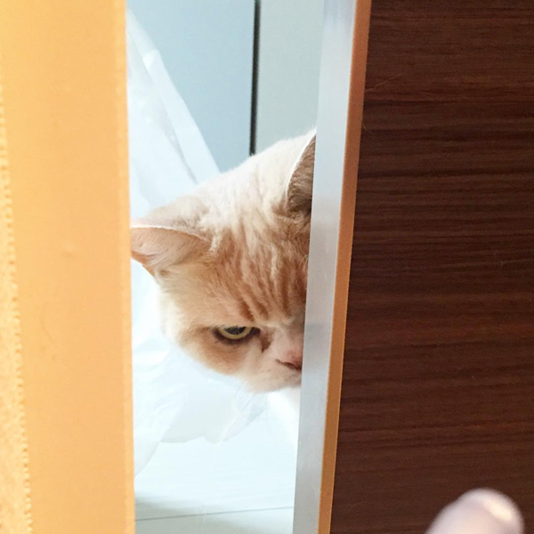 แมวหน้าบึ้ง แมวหน้าบึ้ง
