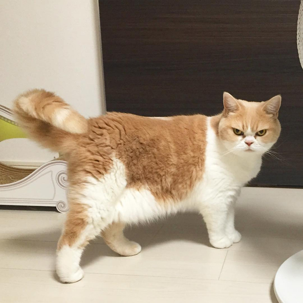 แมวหน้าบึ้ง แมวหน้าบึ้ง