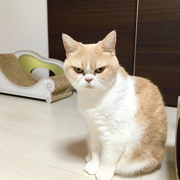 แมวหน้าบึ้ง แมวหน้าบึ้ง