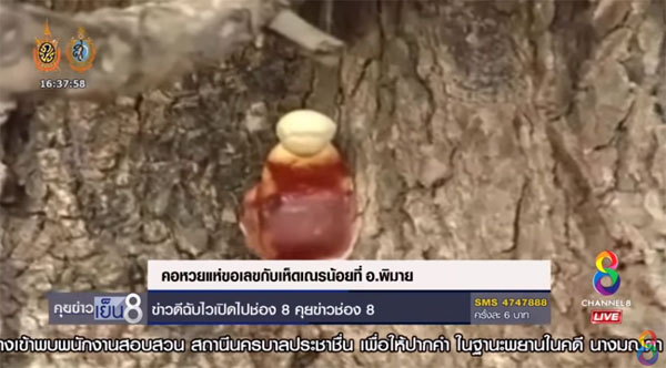 เห็ดเณรน้อย เห็ดเณรน้อย