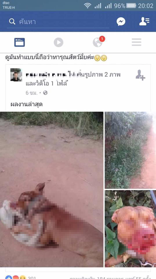 พิทบูลกัดหมาจรจัด พิทบูลกัดหมาจรจัด