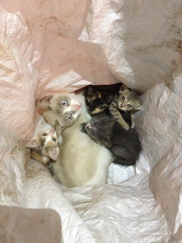 แห่แชร์ภาพแมวถูกทิ้งใส่กระสอบยกคอก แห่แชร์ภาพแมวถูกทิ้งใส่กระสอบยกคอก