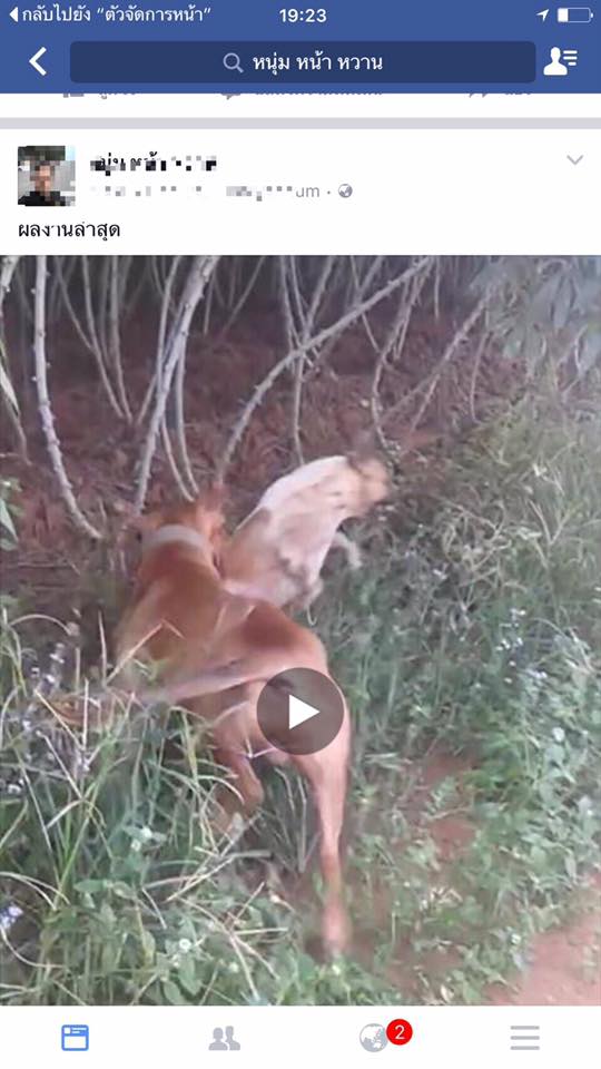 พิทบูลกัดหมาจรจัด พิทบูลกัดหมาจรจัด