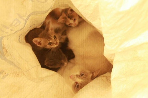 แห่แชร์ภาพแมวถูกทิ้งใส่กระสอบยกคอก แห่แชร์ภาพแมวถูกทิ้งใส่กระสอบยกคอก