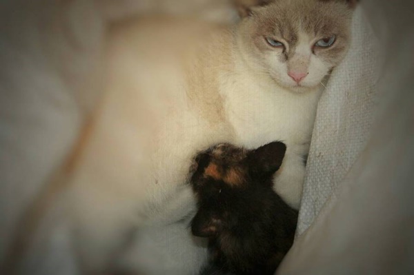 แห่แชร์ภาพแมวถูกทิ้งใส่กระสอบยกคอก แห่แชร์ภาพแมวถูกทิ้งใส่กระสอบยกคอก