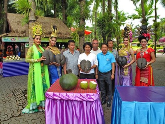 มะพร้าวก้นสาว มะพร้าวก้นสาว