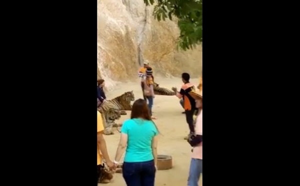 เจ้าหน้าที่ วัดในไทย วัดป่าหลวงตาบัว ทำร้ายเสือ เจ้าหน้าที่ วัดในไทย วัดป่าหลวงตาบัว ทำร้ายเสือ