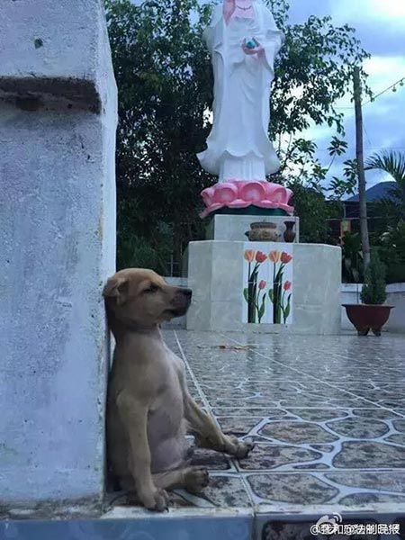 ลูกหมากอดกัน ลูกหมากอดกัน