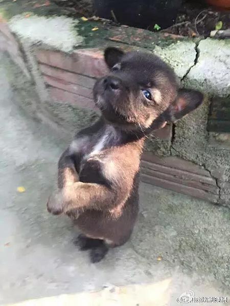 ลูกหมากอดกัน ลูกหมากอดกัน