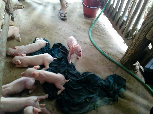 ลูกหมูประหลาด ลูกหมูประหลาด