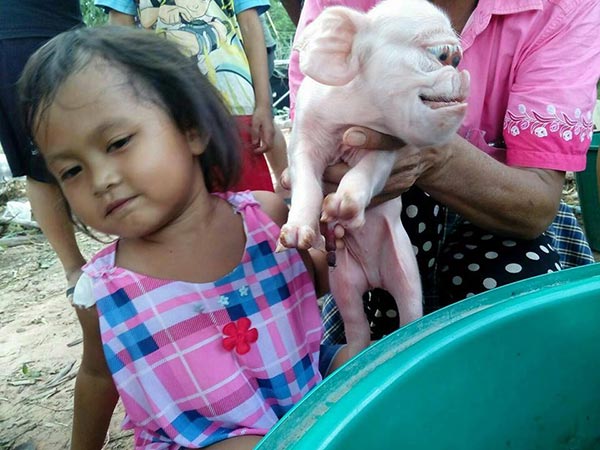 ลูกหมูประหลาด ลูกหมูประหลาด