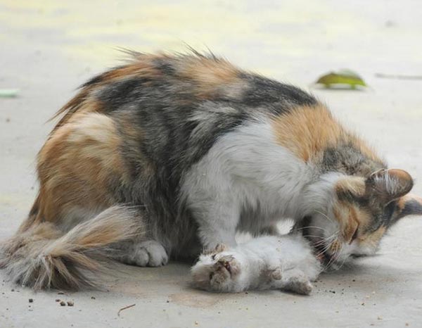 แมวจรจัด แมวจรจัด