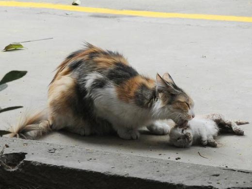 แมวจรจัด แมวจรจัด