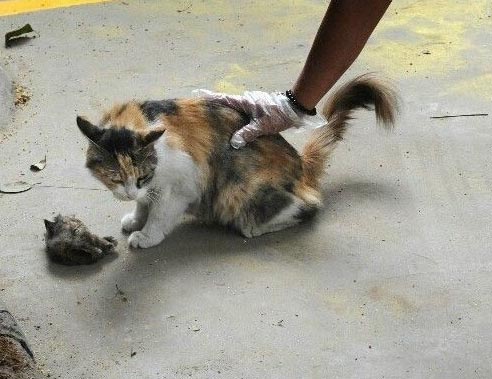 แมวจรจัด แมวจรจัด