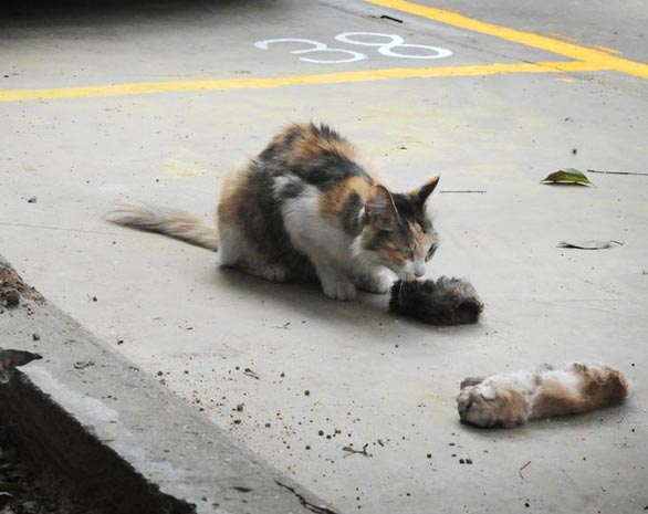 แมวจรจัด แมวจรจัด