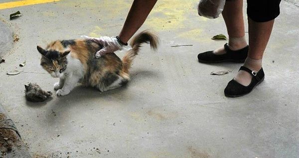 แมวจรจัด แมวจรจัด