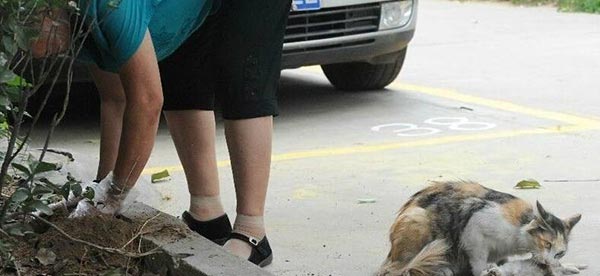 แมวจรจัด แมวจรจัด