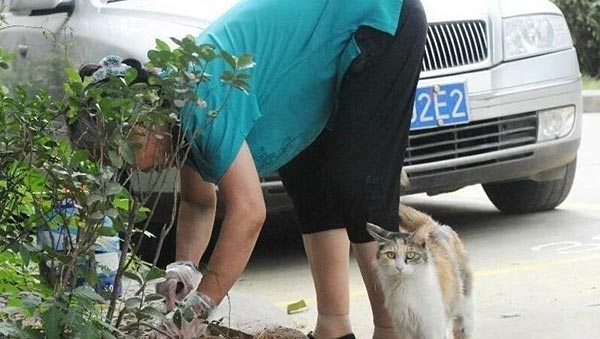 แมวจรจัด แมวจรจัด