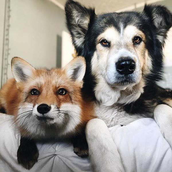 มิตรภาพของสัตว์ มิตรภาพของสัตว์