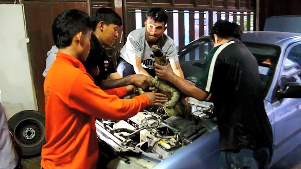 ตัวเงินตัวทองยักษ์ ตัวเงินตัวทองยักษ์