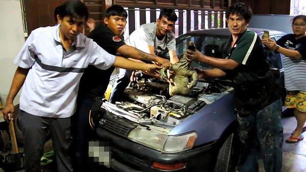 ตัวเงินตัวทองยักษ์ ตัวเงินตัวทองยักษ์