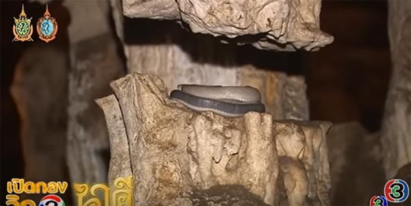 ขนลุก ! เปิดคลิป งูใหญ่ ตัวเป็น ๆ โผล่กลางกองถ่ายละคร นาคี ขนลุก ! เปิดคลิป งูใหญ่ ตัวเป็น ๆ โผล่กลางกองถ่ายละคร นาคี