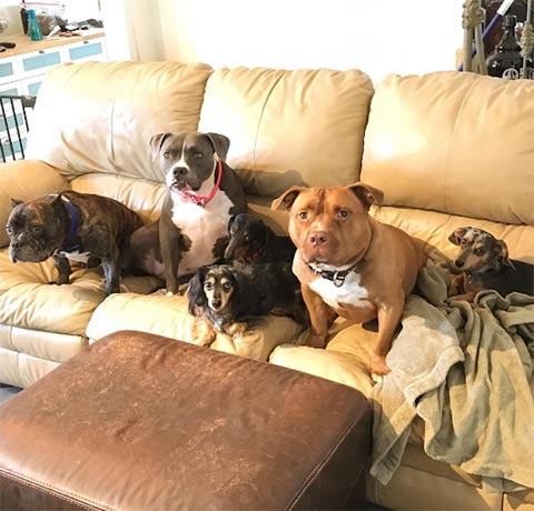 เอ็นดูจังเลย เจ้ามีทตี้ ตูบผู้ไม่เคยหุบยิ้มเลยสักครั้ง ตั้งแต่ได้คนใจดีรับมาเลี้ยง เอ็นดูจังเลย เจ้ามีทตี้ ตูบผู้ไม่เคยหุบยิ้มเลยสักครั้ง ตั้งแต่ได้คนใจดีรับมาเลี้ยง