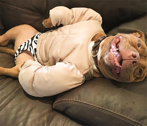 เอ็นดูจังเลย เจ้ามีทตี้ ตูบผู้ไม่เคยหุบยิ้มเลยสักครั้ง ตั้งแต่ได้คนใจดีรับมาเลี้ยง เอ็นดูจังเลย เจ้ามีทตี้ ตูบผู้ไม่เคยหุบยิ้มเลยสักครั้ง ตั้งแต่ได้คนใจดีรับมาเลี้ยง