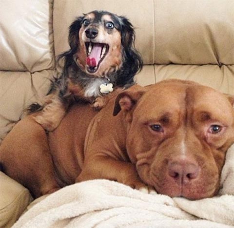 เอ็นดูจังเลย เจ้ามีทตี้ ตูบผู้ไม่เคยหุบยิ้มเลยสักครั้ง ตั้งแต่ได้คนใจดีรับมาเลี้ยง เอ็นดูจังเลย เจ้ามีทตี้ ตูบผู้ไม่เคยหุบยิ้มเลยสักครั้ง ตั้งแต่ได้คนใจดีรับมาเลี้ยง