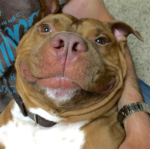 เอ็นดูจังเลย เจ้ามีทตี้ ตูบผู้ไม่เคยหุบยิ้มเลยสักครั้ง ตั้งแต่ได้คนใจดีรับมาเลี้ยง เอ็นดูจังเลย เจ้ามีทตี้ ตูบผู้ไม่เคยหุบยิ้มเลยสักครั้ง ตั้งแต่ได้คนใจดีรับมาเลี้ยง