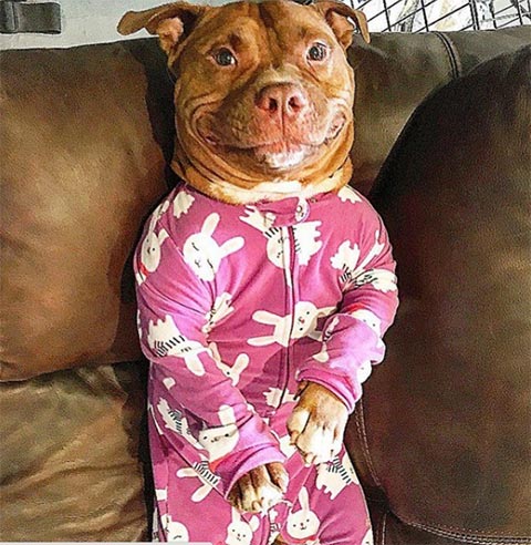 เอ็นดูจังเลย เจ้ามีทตี้ ตูบผู้ไม่เคยหุบยิ้มเลยสักครั้ง ตั้งแต่ได้คนใจดีรับมาเลี้ยง เอ็นดูจังเลย เจ้ามีทตี้ ตูบผู้ไม่เคยหุบยิ้มเลยสักครั้ง ตั้งแต่ได้คนใจดีรับมาเลี้ยง เอ็นดูจังเลย เจ้ามีทตี้ ตูบผู้ไม่เคยหุบยิ้มเลยสักครั้ง ตั้งแต่ได้คนใจดีรับมาเลี้ยง