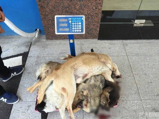 จีนล่าโจรโฉดตระเวนฆ่า-ขโมยหมาชาวบ้าน 2 เดือนตายนับร้อย จีนล่าโจรโฉดตระเวนฆ่า-ขโมยหมาชาวบ้าน 2 เดือนตายนับร้อย