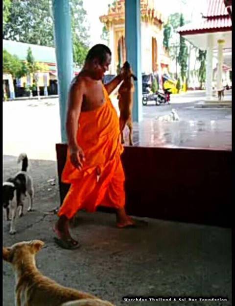 สุดทน ! ร้องจับเจ้าอาวาสจับลูกหมาเหวี่ยงลงน้ำ หากรอดมาได้ยังถูกโยนซ้ำ สุดทน ! ร้องจับเจ้าอาวาสจับลูกหมาเหวี่ยงลงน้ำ หากรอดมาได้ยังถูกโยนซ้ำ