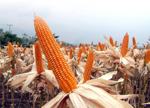 ซีพี หนุนรัฐ หากต้องระงับนำเข้าข้าวสาลี ช่วยเกษตรกรขายข้าวโพดได้ราคา ซีพี หนุนรัฐ หากต้องระงับนำเข้าข้าวสาลี ช่วยเกษตรกรขายข้าวโพดได้ราคา