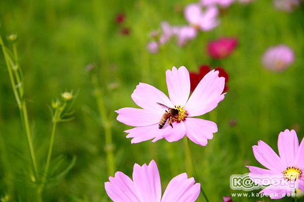 จิม ทอมป์สัน ฟาร์ม จิม ทอมป์สัน ฟาร์ม