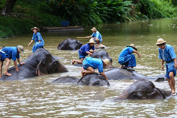 เที่ยวลำปาง ศูนย์อนุรักษ์ช้างไทย