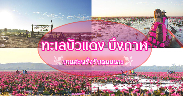 ทะเลบัวแดง บึงกาฬ ทะเลบัวแดง บึงกาฬ