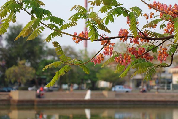 ซากุระบุรีรัมย์ ซากุระบุรีรัมย์