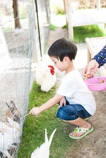 มินิมูร่าห์ฟาร์ม มินิมูร่าห์ฟาร์ม