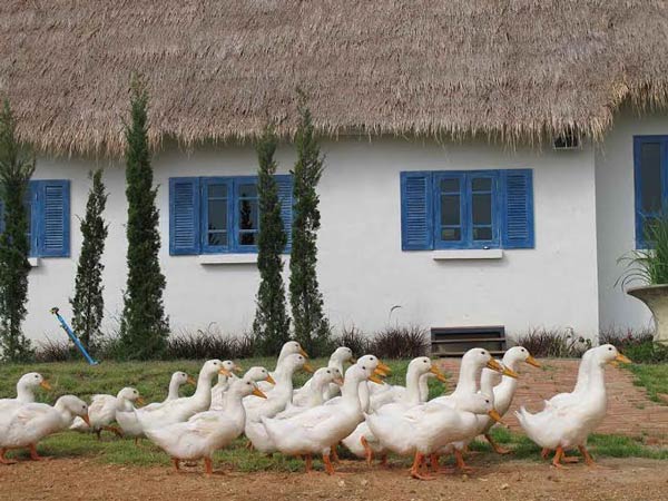 มินิมูร่าห์ฟาร์ม มินิมูร่าห์ฟาร์ม