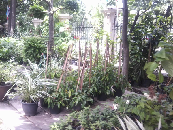 สวนจิตรลดา สวนจิตรลดา