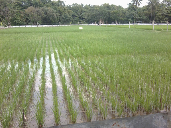 สวนจิตรลดา สวนจิตรลดา