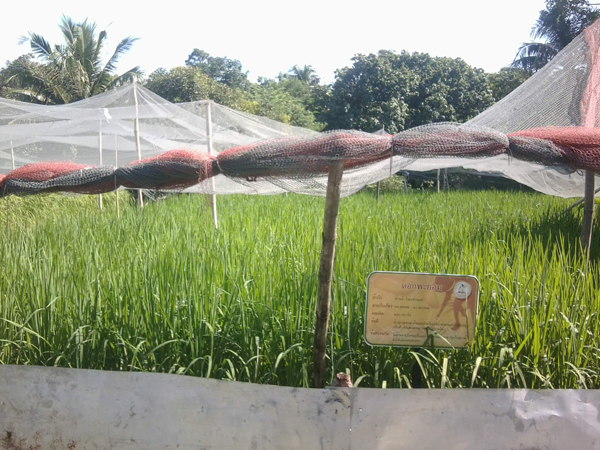 สวนจิตรลดา สวนจิตรลดา