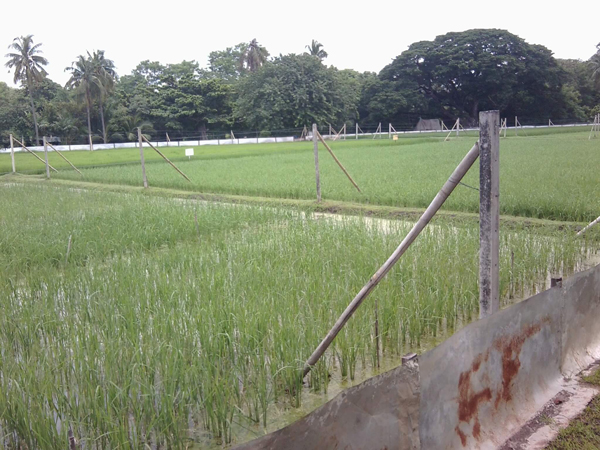 สวนจิตรลดา สวนจิตรลดา
